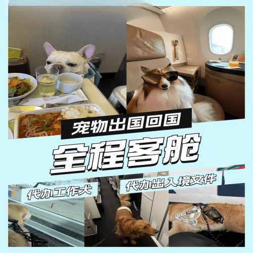 太仓宠物托运到白俄罗斯宠物入境规定和要求